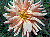 flora48.jpg