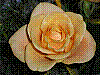 flora51.jpg