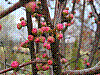 flora52.jpg
