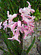 flora53.jpg
