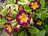 flora54.jpg