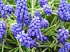 flora55.jpg