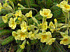 flora56.jpg