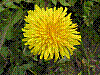 flora57.jpg