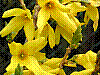 flora58.jpg