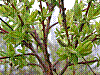 flora59.jpg