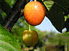 flora6.jpg