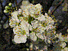 flora60.jpg