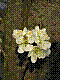 flora61.jpg