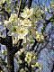 flora62.jpg