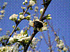 flora63.jpg