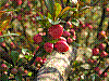 flora64.jpg