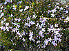 flora65.jpg