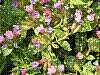 flora66.jpg
