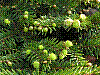 flora67.jpg