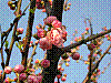 flora68.jpg