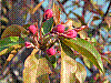 flora69.jpg