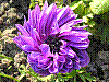 flora70.jpg