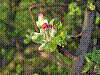 flora71.jpg