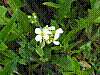 flora72.jpg
