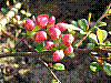 flora73.jpg