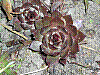 flora74.jpg