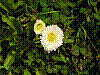 flora75.jpg