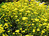 flora76.jpg
