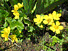 flora77.jpg