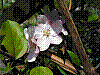 flora78.jpg