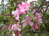 flora79.jpg