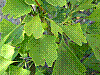 flora8.jpg