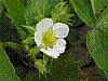 flora80.jpg