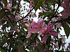 flora81.jpg