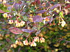 flora82.jpg