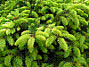 flora83.jpg