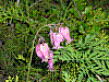 flora84.jpg
