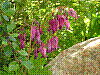 flora85.jpg