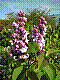 flora86.jpg
