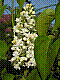 flora87.jpg