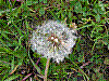 flora88.jpg