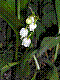 flora89.jpg