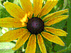flora9.jpg