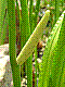 flora90.jpg