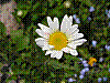 flora91.jpg