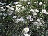 flora92.jpg