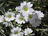 flora93.jpg