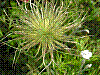 flora94.jpg