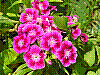 flora95.jpg