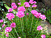 flora96.jpg